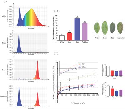 Integrated transcriptome and metabolome analysis reveals the anthocyanin biosynthesis mechanisms in blueberry (Vaccinium corymbosum L.) leaves under different light qualities